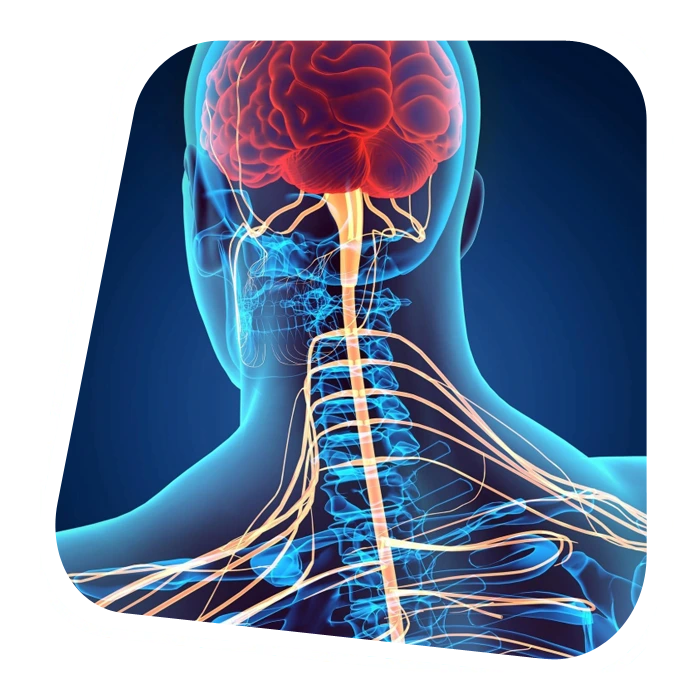 Brain Spine