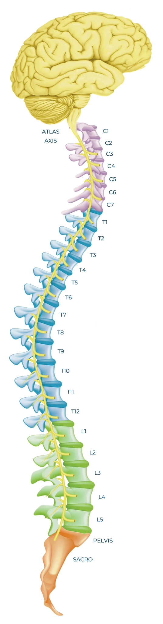 Spine